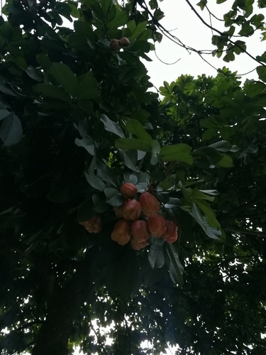 Blighia sapida (Akee) — photo
