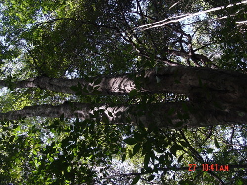 Blomia prisca — photo