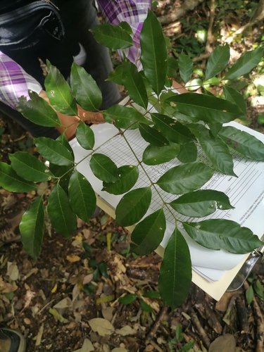 Blomia prisca