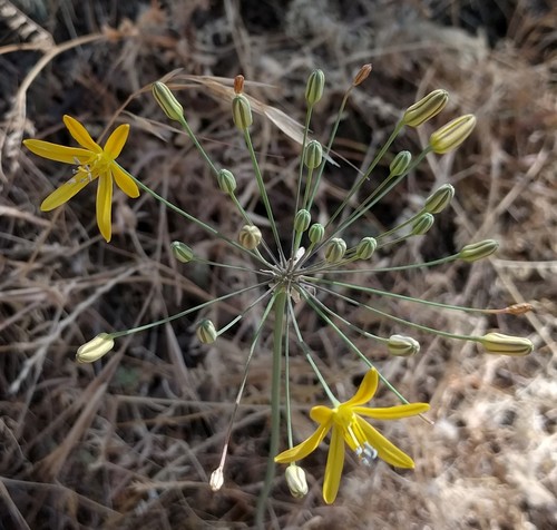 Bloomeria aurea (Golden stars) — photo