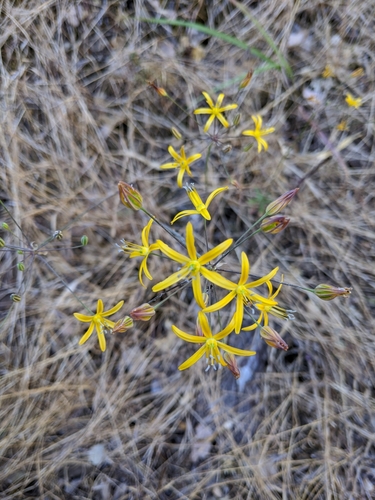 Bloomeria aurea (Golden stars) — photo
