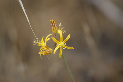 Bloomeria aurea