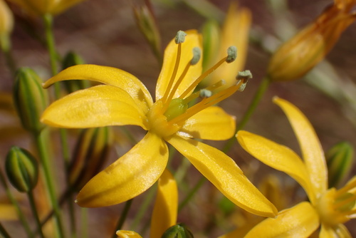Bloomeria crocea (Golden stars) — photo