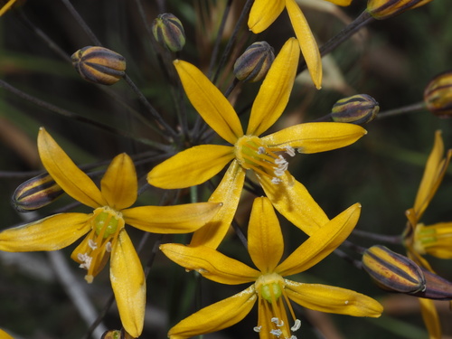 Bloomeria crocea (Golden stars) — photo