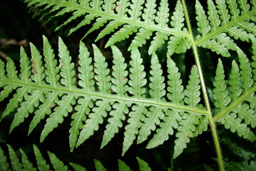 Blotiella glabra — photo
