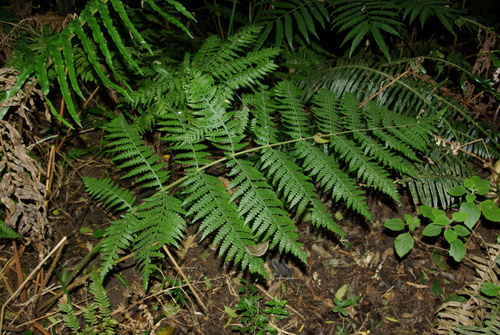 Blotiella glabra — photo