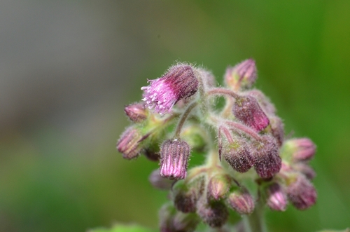 Blumea axillaris — photo