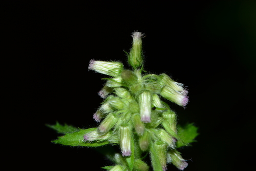 Blumea axillaris