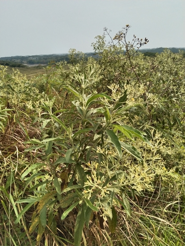 Blumea balsamifera (Ngai camphor plant) — photo