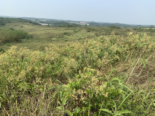Blumea balsamifera (Ngai camphor plant) — photo