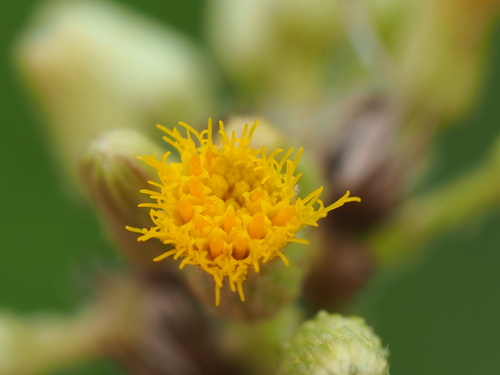 Blumea balsamifera