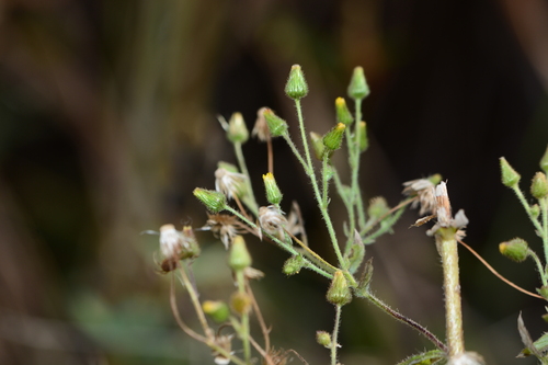 Blumea barbata — photo