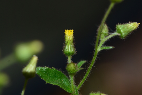 Blumea barbata