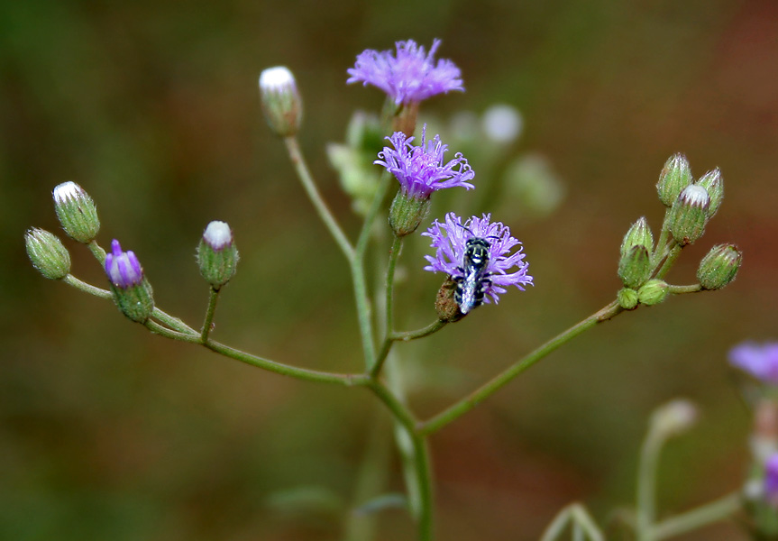 Blumea chinensis — photo