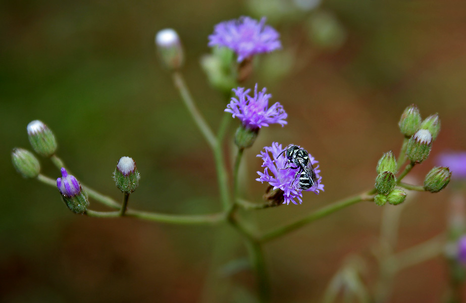 Blumea chinensis