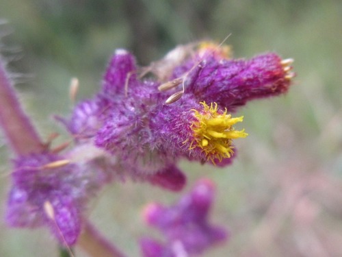 Blumea fistulosa — photo