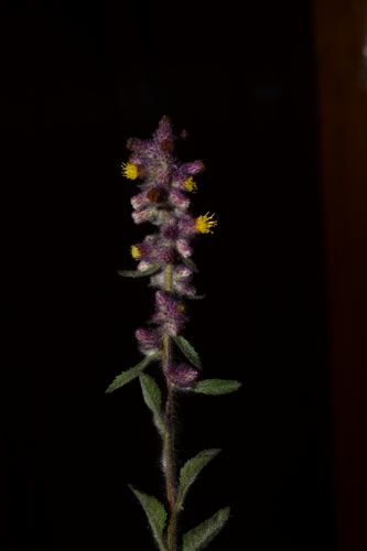 Blumea fistulosa