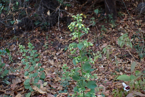 Blumea lacera (Kakronda) — photo