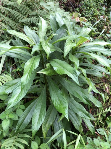 Blumea lanceolaria (Lanceleaf blumea) — photo