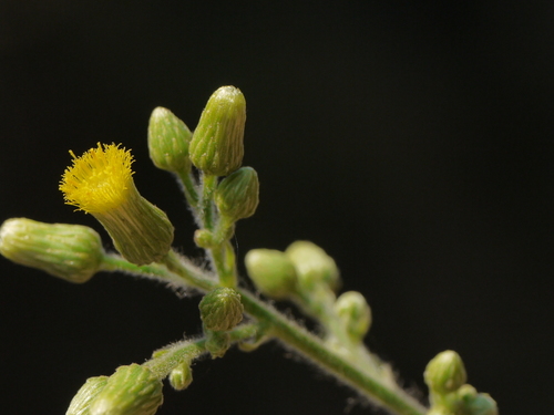 Blumea lanceolaria (Lanceleaf blumea) — photo