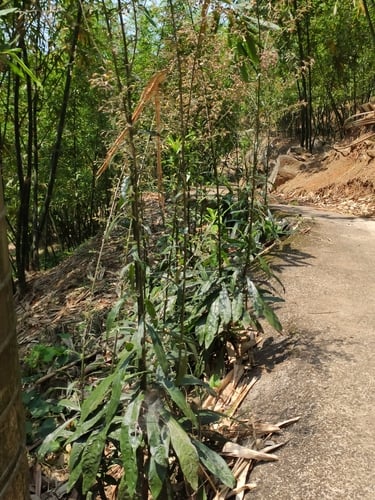 Blumea lanceolaria