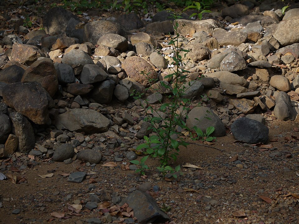 Blumea membranacea — photo