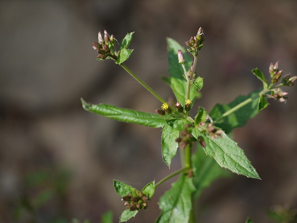 Blumea membranacea