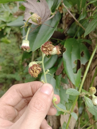 Blumea riparia — photo