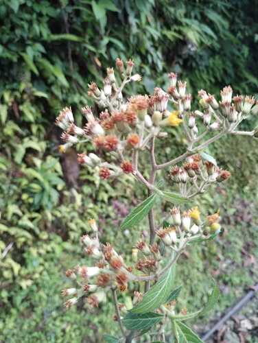 Blumea riparia
