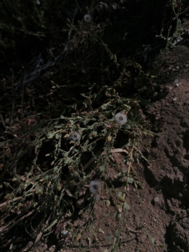 Blumea viscosa (Sticky blumea) — photo