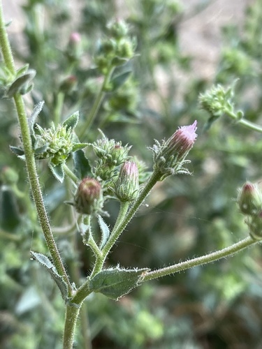 Blumea viscosa (Sticky blumea) — photo