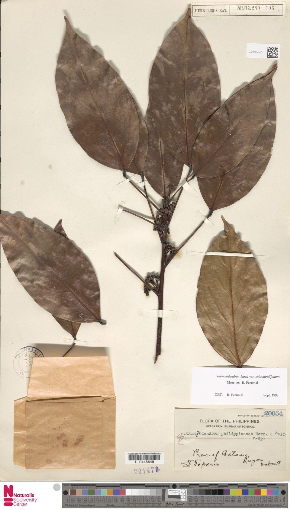 Blumeodendron kurzii (Kurz's medang tree) — photo
