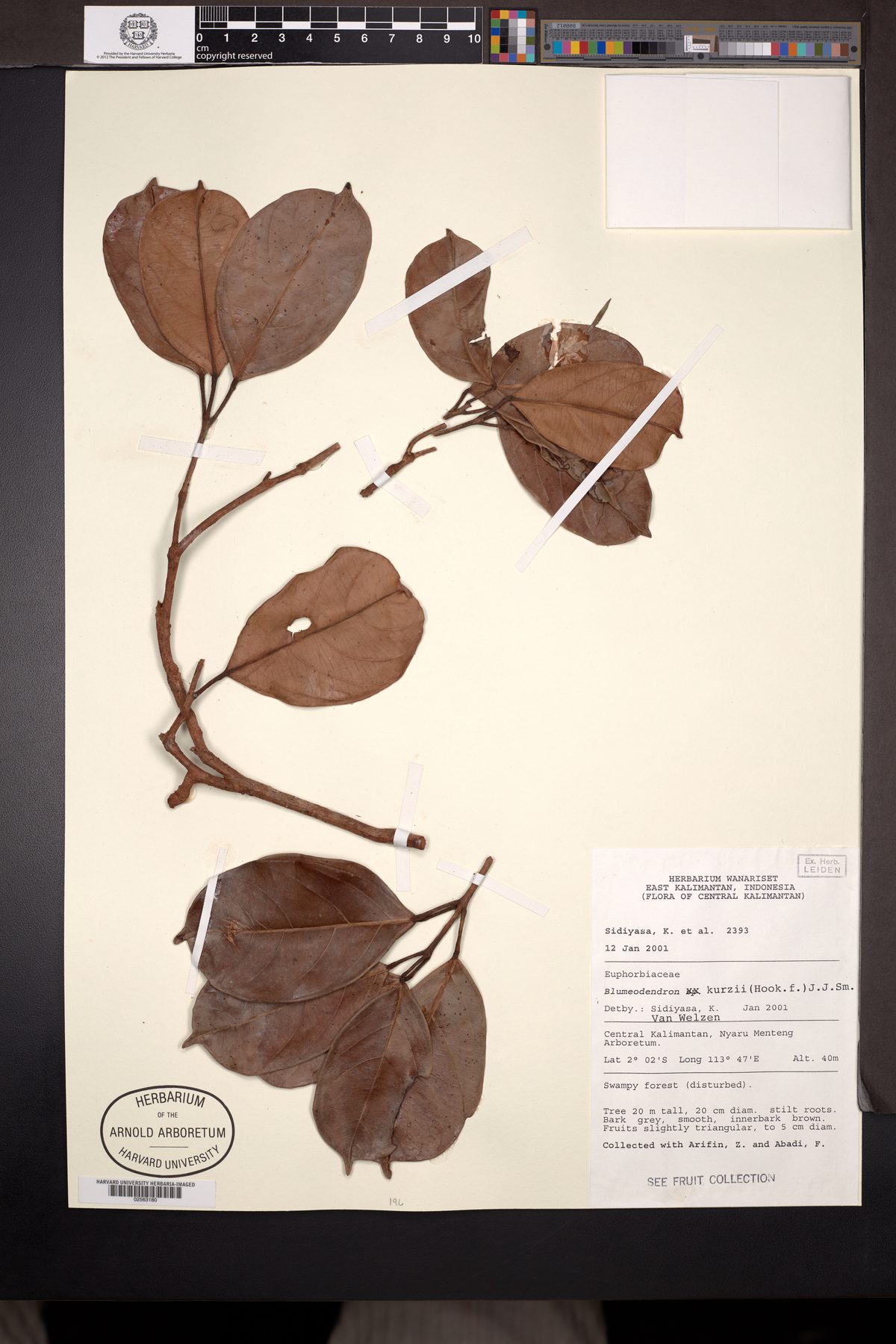 Blumeodendron kurzii (Kurz's medang tree) — photo