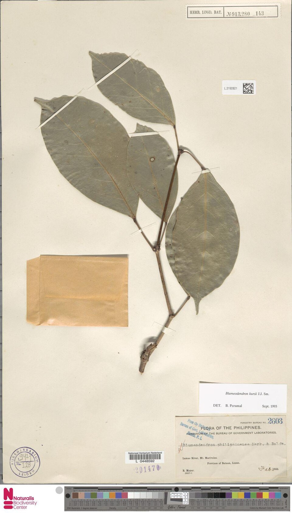 Blumeodendron kurzii