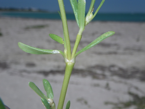 Blutaparon vermiculare (Samphire) — photo