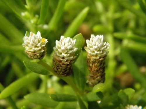 Blutaparon vermiculare (Samphire) — photo