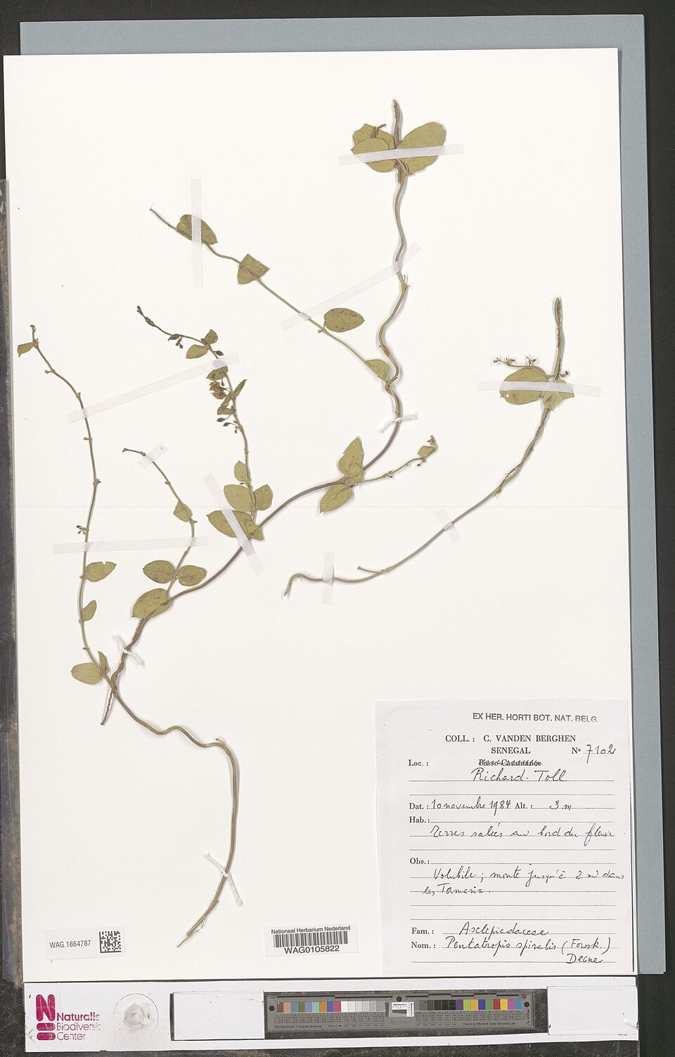 Blyttia spiralis
