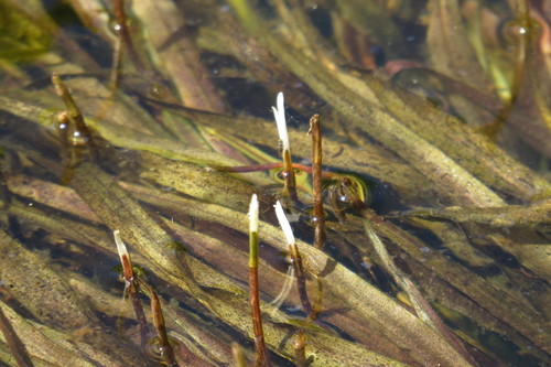 Blyxa aubertii var. echinosperma — photo
