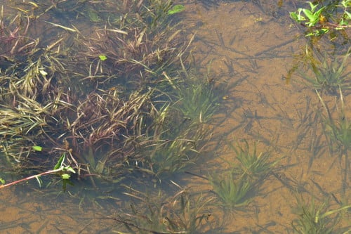 Blyxa aubertii var. echinosperma