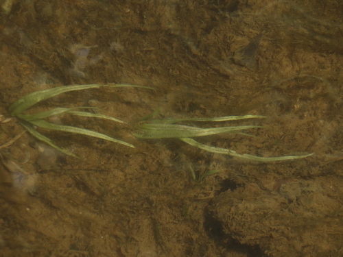 Blyxa echinosperma — photo