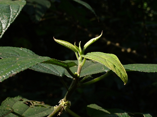Boehmeria glomerulifera