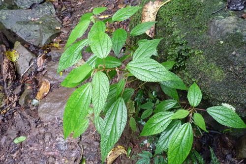 Boehmeria macrophylla (Chalnesisnu) — photo