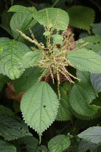 Boehmeria macrophylla
