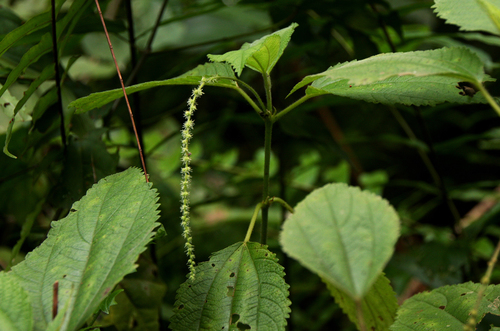 Boehmeria macrophylla (Chalnesisnu) — photo