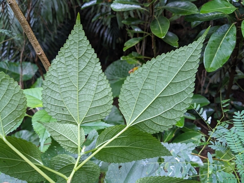 Boehmeria nipononivea — photo