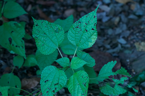 Boehmeria nipononivea — photo