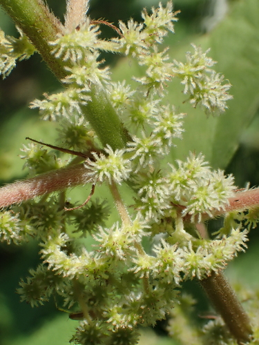 Boehmeria nivea (Ramie) — photo