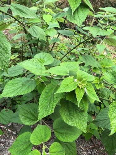 Urticaceae