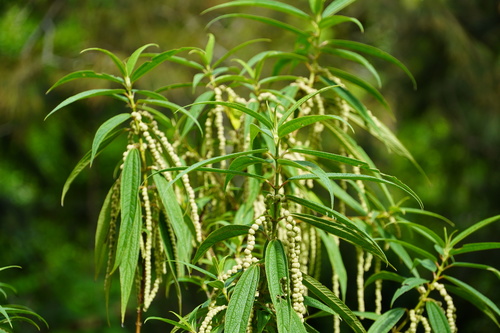 Boehmeria penduliflora — photo