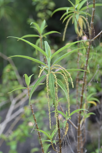 Boehmeria penduliflora